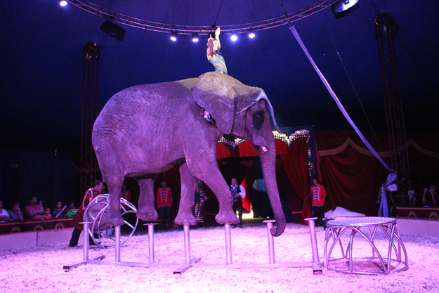 Circus news from Denmark 2000